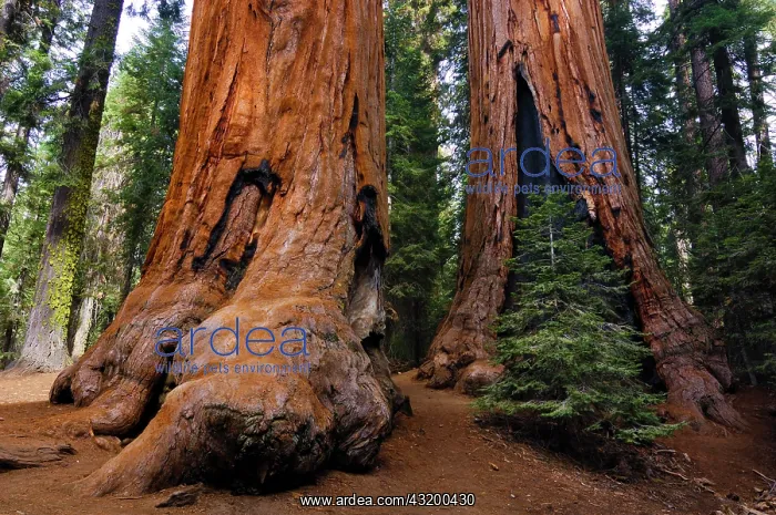 : Giant Sequoias (Sequoiadendron giganteum), Sequoia : Giant Sequoias (Sequoiadendron giganteum), Sequoia
