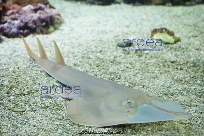 : Giant Shovel-nose Ray : Giant Shovel-nose Ray