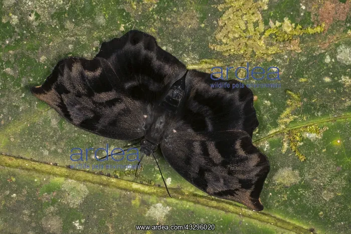 : Giant Sicklewing / Variegated Batwing / Skipper : Giant Sicklewing / Variegated Batwing / Skipper