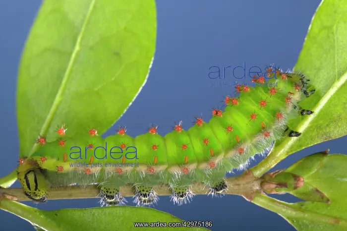 : Giant Silk Moth - Caterpillar : Giant Silk Moth - Caterpillar