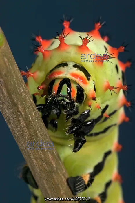 : Giant Silk Moth - Caterpillar : Giant Silk Moth - Caterpillar
