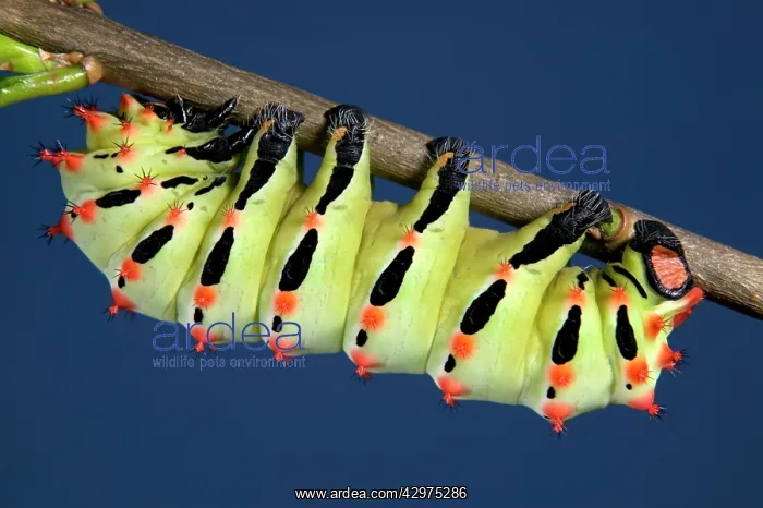 : Giant Silk Moth - Caterpillar : Giant Silk Moth - Caterpillar