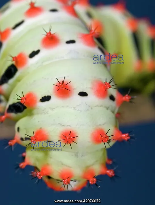 : Giant Silk Moth - Caterpillar : Giant Silk Moth - Caterpillar