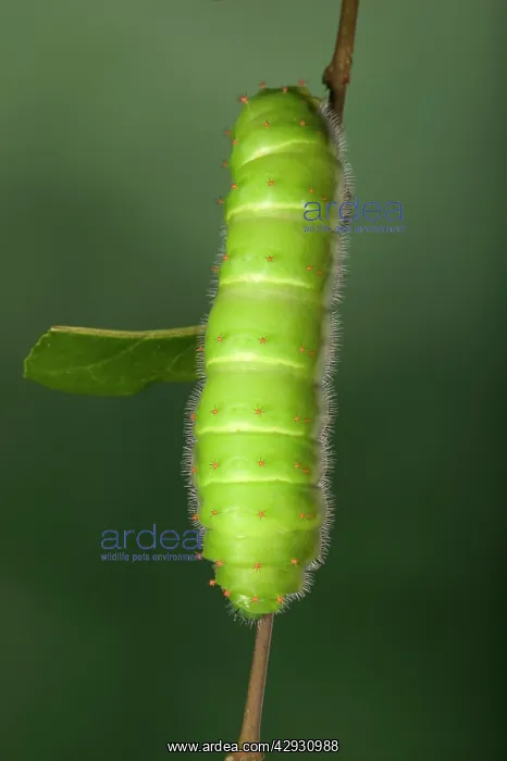  : Giant Silk Moth - Caterpillar (L5)