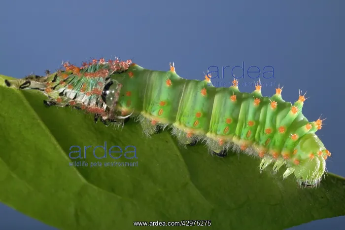 : Giant Silk Moth - Caterpillar's sloughing of the : Giant Silk Moth - Caterpillar's sloughing of the
