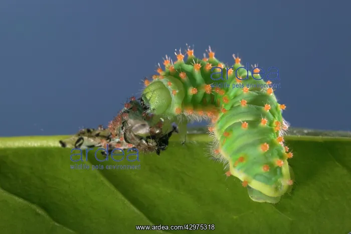 : Giant Silk Moth - Caterpillar's sloughing of the : Giant Silk Moth - Caterpillar's sloughing of the