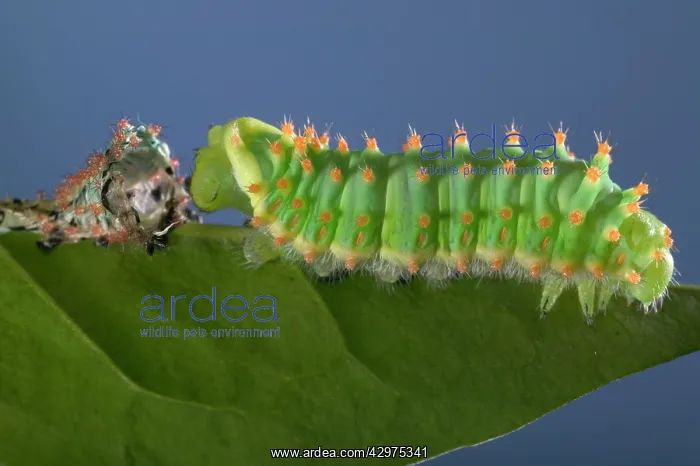  : Giant Silk Moth - Caterpillar's sloughing of the