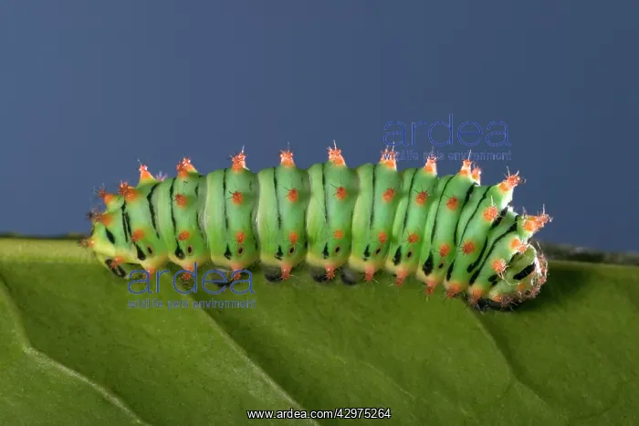 : Giant Silk Moth - Caterpillar's sloughing of the skin : Giant Silk Moth - Caterpillar's sloughing of the skin