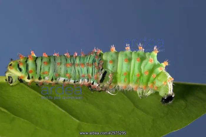 : Giant Silk Moth - Caterpillar's sloughing of the skin : Giant Silk Moth - Caterpillar's sloughing of the skin