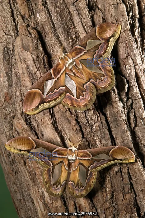 : Giant Silk Moth - Couple : Giant Silk Moth - Couple