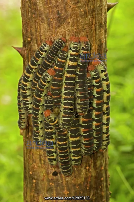 : Giant Silk Moth - group on tree trunk : Giant Silk Moth - group on tree trunk