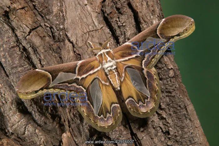 : Giant Silk Moth - Male : Giant Silk Moth - Male