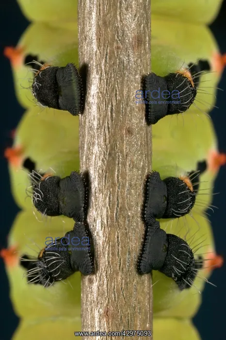 : Giant Silk Moth - Detail (prolegs) of the caterpillar : Giant Silk Moth - Detail (prolegs) of the caterpillar