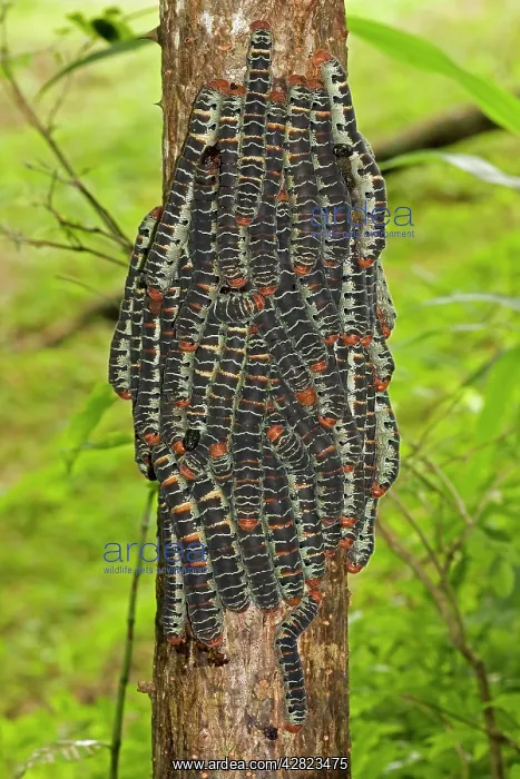  : Giant Silk Worm Caterpillars