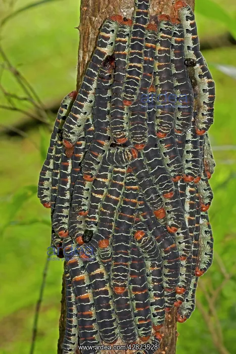 : Giant Silk Worm Caterpillars : Giant Silk Worm Caterpillars