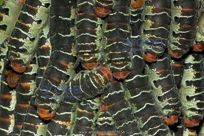 : Giant Silk Worm Caterpillars : Giant Silk Worm Caterpillars