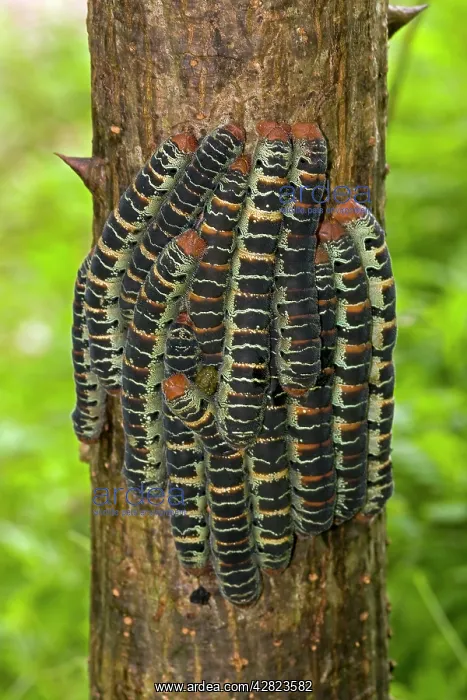 : Giant Silk Worm Caterpillars : Giant Silk Worm Caterpillars
