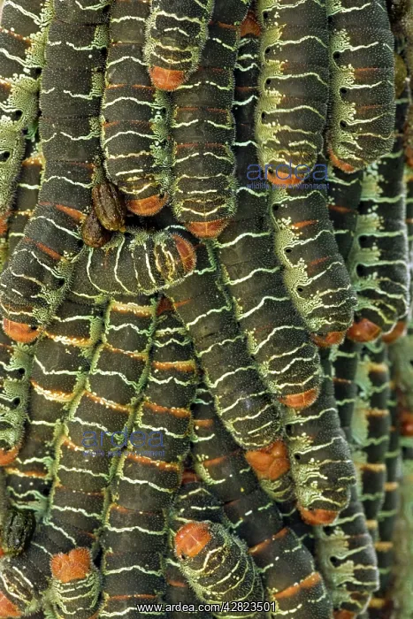 : Giant Silk Worm Caterpillars - aggregation of fully : Giant Silk Worm Caterpillars - aggregation of fully