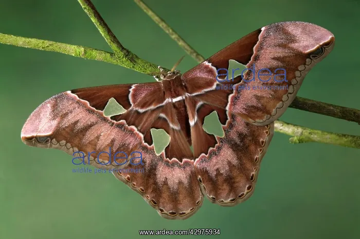 : Giant Silkmoth Moth - Wing windows are witout scales : Giant Silkmoth Moth - Wing windows are witout scales