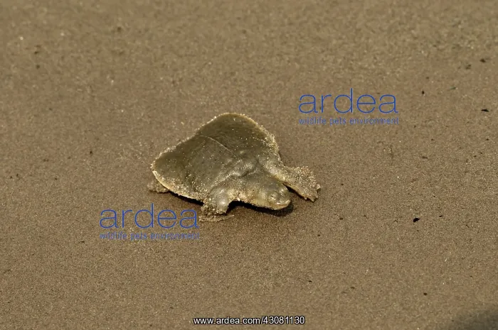: Giant Softshell Turtle : Giant Softshell Turtle