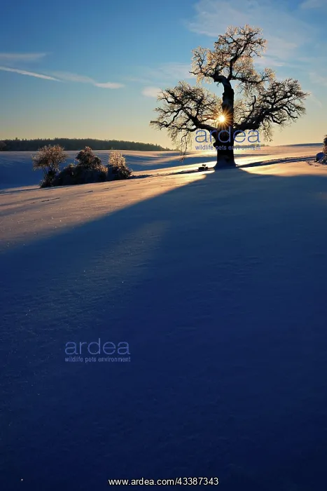 : Giant solitary oak in winter landscape at sunset : Giant solitary oak in winter landscape at sunset