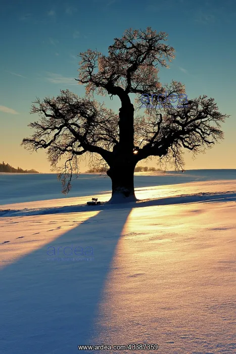 : Giant solitary oak in winter landscape at sunset : Giant solitary oak in winter landscape at sunset