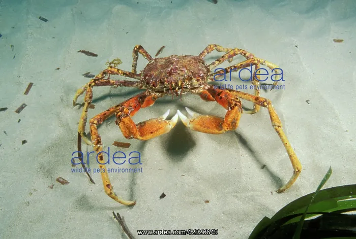 : Giant Spider CRAB : Giant Spider CRAB