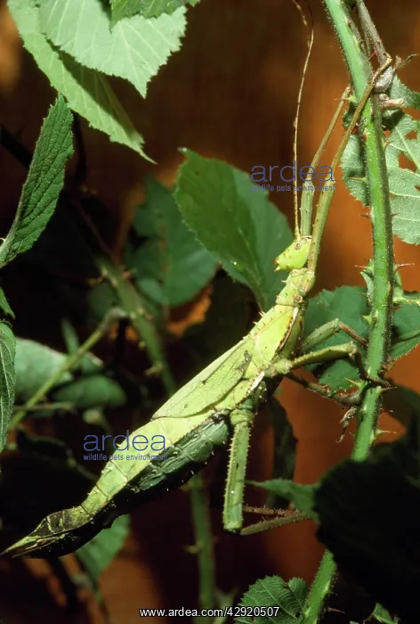 : Giant Spiny Stick Insect - on branch - grows to 20cm or more : Giant Spiny Stick Insect - on branch - grows to 20cm or more