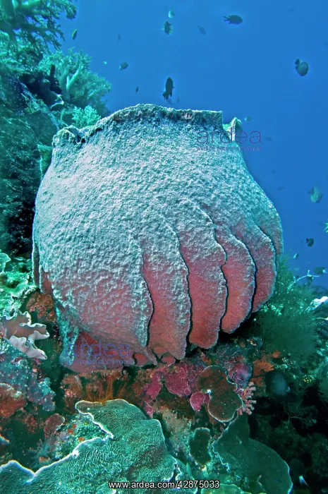 : Giant Sponge : Giant Sponge