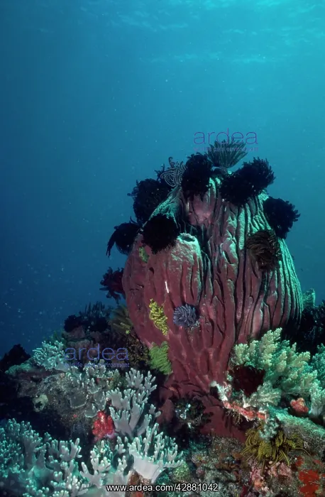 : GIANT SPONGE : GIANT SPONGE