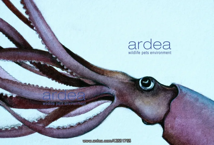 : Giant Squid : Giant Squid