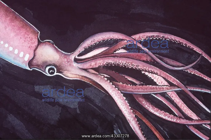 : GIANT SQUID - ILLUSTRATION : GIANT SQUID - ILLUSTRATION