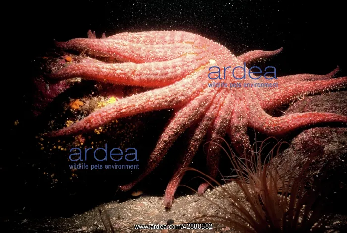 : GIANT STARFISH : GIANT STARFISH