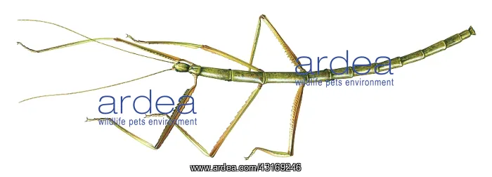 : Giant Stick Insect. The giant stick insect can reach : Giant Stick Insect. The giant stick insect can reach