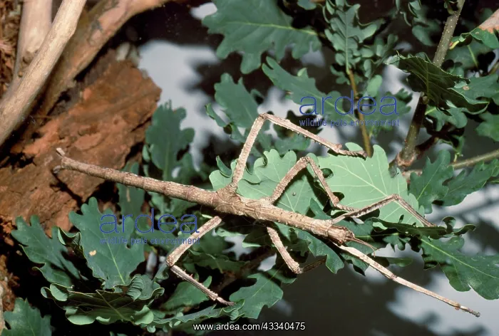 : Giant Stick Insect - grows to 20cm or more : Giant Stick Insect - grows to 20cm or more