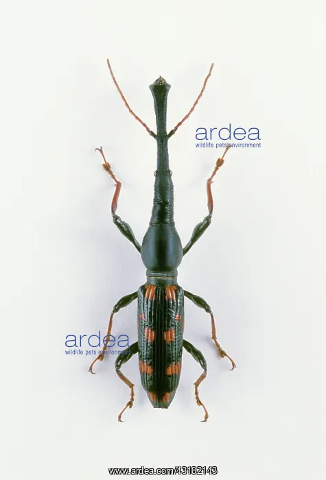: Giant Straight-snouted Weevil : Giant Straight-snouted Weevil