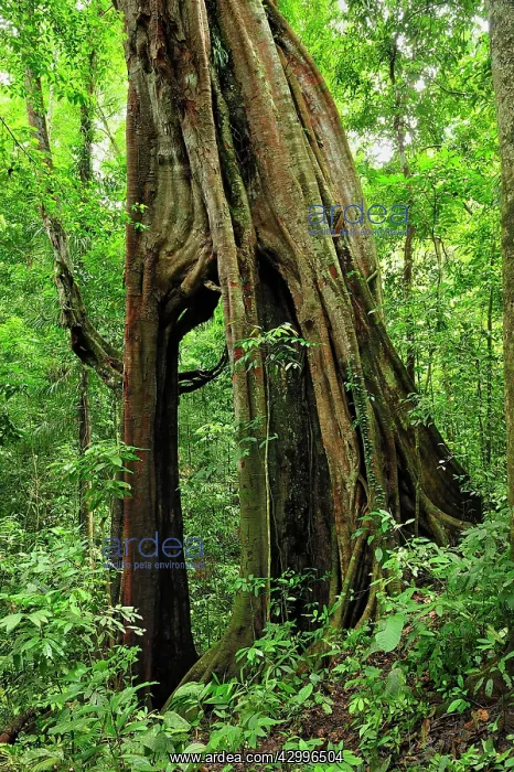 : Giant Strangler Fig Tree : Giant Strangler Fig Tree