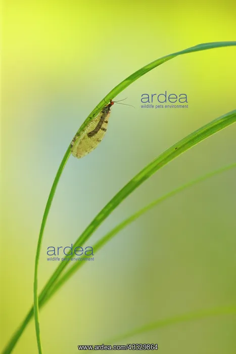 : Giant Stream Lacewing (Osmylus fulvicephalus) on : Giant Stream Lacewing (Osmylus fulvicephalus) on