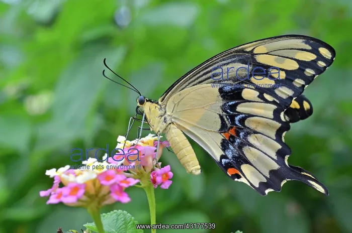 : Giant Swallowtail : Giant Swallowtail