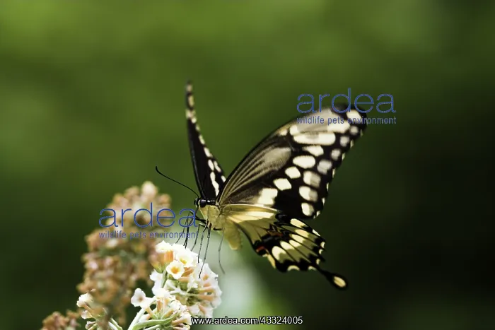 : Giant Swallowtail : Giant Swallowtail