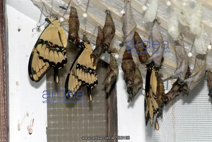 : Giant Swallowtail Butterflies emerging from pupae : Giant Swallowtail Butterflies emerging from pupae