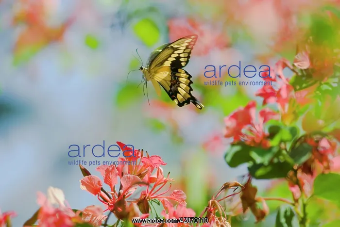 : Giant Swallowtail Butterfly : Giant Swallowtail Butterfly