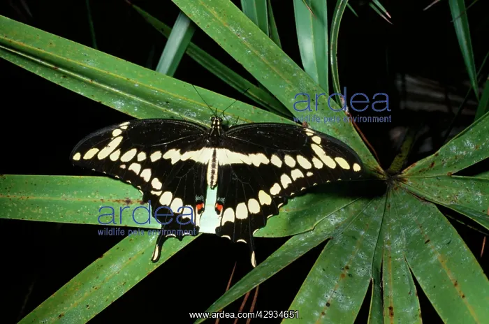 : Giant Swallowtail Butterfly : Giant Swallowtail Butterfly