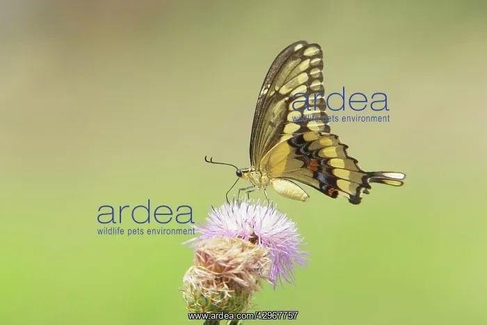 : Giant Swallowtail Butterfly : Giant Swallowtail Butterfly