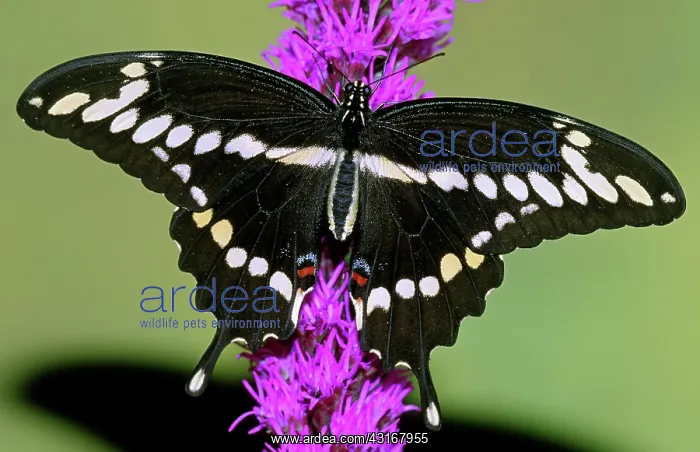 : Giant Swallowtail Butterfly : Giant Swallowtail Butterfly
