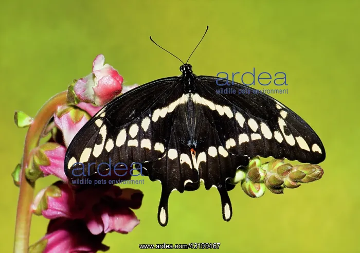 : Giant Swallowtail Butterfly : Giant Swallowtail Butterfly