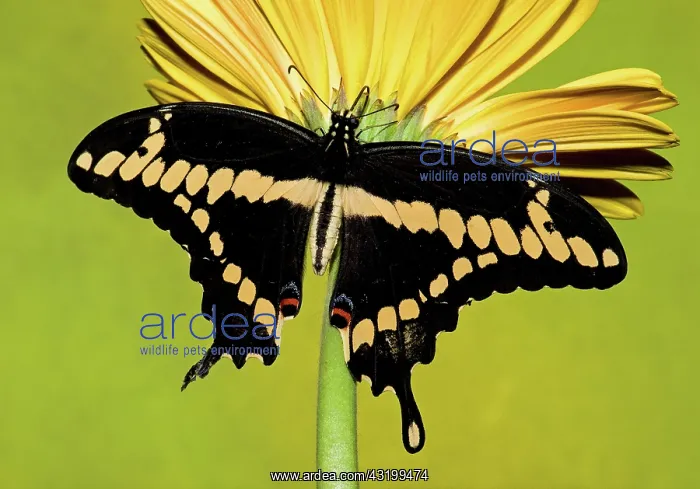  : Giant Swallowtail Butterfly