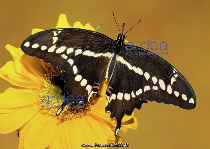 : Giant Swallowtail Butterfly : Giant Swallowtail Butterfly