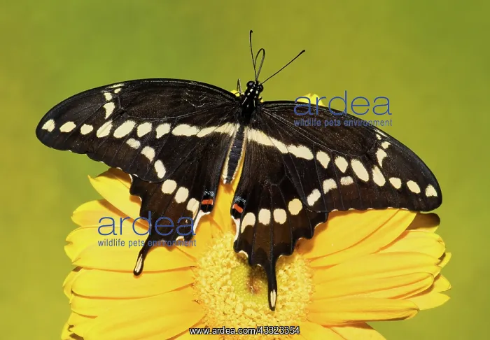 : Giant Swallowtail Butterfly : Giant Swallowtail Butterfly