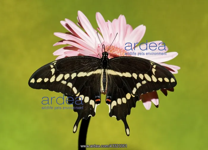 : Giant Swallowtail Butterfly : Giant Swallowtail Butterfly